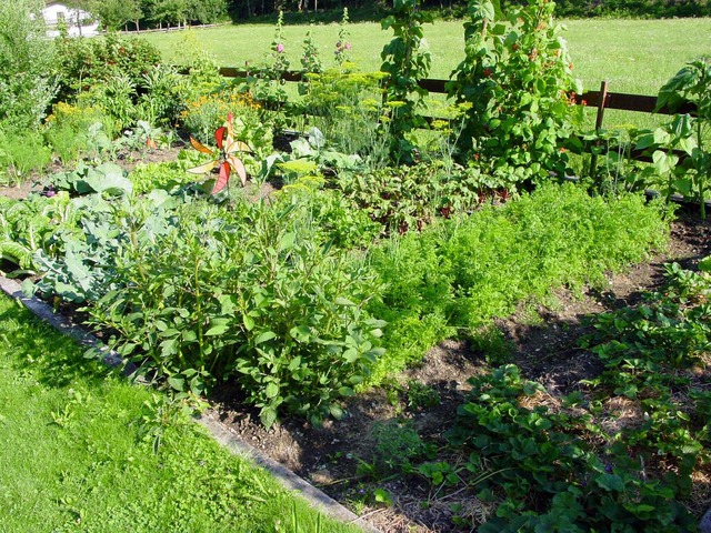 Jak założyć ogród? Nasze rady i wskazówki, jak stworzyć ogród od podstaw